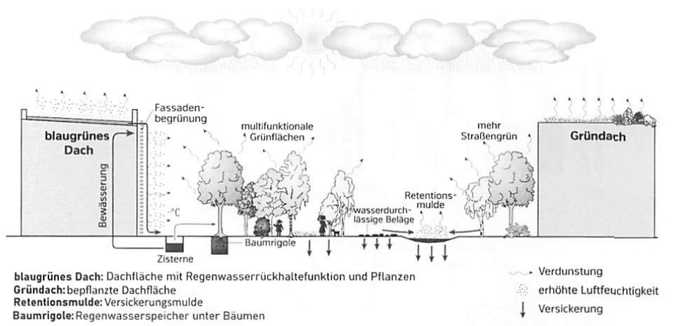 Schema zur Regenwasserrückhaltung durch begrünte Dächer, Grünflächen, Bäume und Versickerungsmulden.